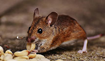 24 Hour & Emergency Exterminators in Elkhart, IL